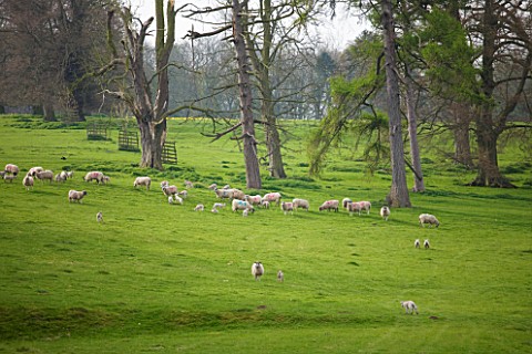 EASTON_WALLED_GARDEN__LINCOLNSHIRE_SHEEP_AND_SPRING_LAMBS_GRAZING_IN_THE_PARK_WITH_PINE_TREES_SPRING