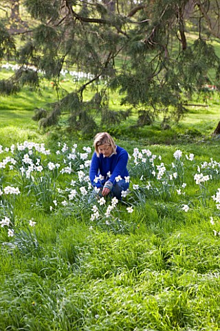 EASTON_WALLED_GARDEN__LINCOLNSHIRE_URSULA_CHOLMELY_IN_THE_MEADOW_SURROUNDED_BY_NARCISSUS_POETICUS_RE