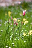 EASTON WALLED GARDEN  LINCOLNSHIRE: NATURALISED DWARF TULIPS & PRIMROSES GROWING IN THE MEADOW. TULIPA CLUSIANA PEPPERMINT STICK  BI-COLOUR  PINK AND WHITE  SPRING  FLOWERS.
