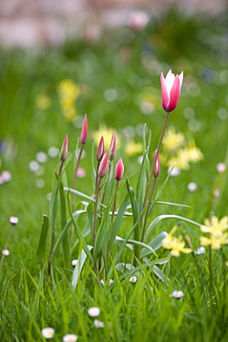 EASTON_WALLED_GARDEN__LINCOLNSHIRE_NATURALISED_DWARF_TULIPS__PRIMROSES_GROWING_IN_THE_MEADOW_TULIPA_