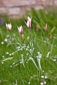 EASTON WALLED GARDEN  LINCOLNSHIRE: NATURALISED DWARF TULIPS GROWING IN THE MEADOW. TULIPA CLUSIANA PEPPERMINT STICK  BI-COLOUR  PINK AND WHITE  SPRING  FLOWERS.