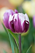 EASTON WALLED GARDEN  LINCOLNSHIRE: CLOSE UP OF TULIPA BLUEBERRY RIPPLE. TULIP  FLOWER  SPRING  BULB  PURPLE AND WHITE. PLANT PORTRAIT