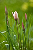 EASTON WALLED GARDEN  LINCOLNSHIRE: TULIPA CLUSIANA PEPPERMINT STICK GROWING IN THE MEADOW. DELICATE  PALE PINK  FRAGILE  BEAUTIFUL  SPRING  BULB