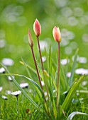 EASTON WALLED GARDEN  LINCOLNSHIRE: NATURALISED DWARF TULIP GROWING IN THE MEADOW. DELICATE  PALE PINK/PEACH  FRAGILE  BEAUTIFUL  SPRING  BULB