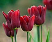 EASTON WALLED GARDEN  LINCOLNSHIRE: DEEP RED FLOWERS OF TULIPA JAN REUS. SPRING  BULB  CLOSE-UP  PLANT PORTRAIT