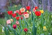 EASTON WALLED GARDEN  LINCOLNSHIRE: VARIOUS RED  APRICOT AND YELLOW TULIPS GROWING IN THE PICKERY. SPRING  FLOWERS