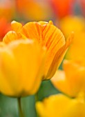 EASTON WALLED GARDEN  LINCOLNSHIRE: GRAPHIC CLOSE-UP OF ORANGE AND YELLOW TULIP  PLANT PORTRAIT  FLOWER  BULB  SPRING