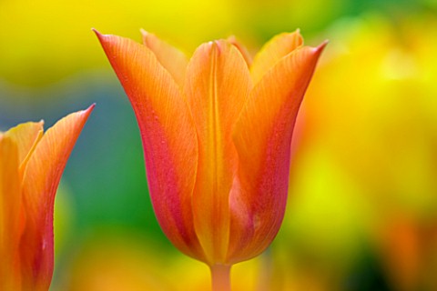 EASTON_WALLED_GARDEN__LINCOLNSHIRE_GRAPHIC_CLOSEUP_OF_ORANGE_AND_RED_TULIP_PLANT_PORTRAIT__FLOWER__B