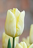 EASTON WALLED GARDEN  LINCOLNSHIRE: SINGLE FLOWER OF WHITE AND LEMON TULIP. CLOSE-UP  PLANT PORTRAIT  DELICATE  PURITY  CALM  SERENE  BULB  SPRING