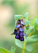 EASTON WALLED GARDEN  LINCOLNSHIRE: CLOSE UP OF BLUE/PURPLE FLOWERS OF CERINTHE MAJOR PURPURASCENS. SPRING  PLANT PORTRAIT. ANNUAL