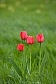 EASTON WALLED GARDEN  LINCOLNSHIRE: RED TULIPS NATURALISED IN THE MEADOW. PLANT PORTRAIT  BULB  SPRING