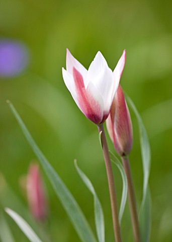 EASTON_WALLED_GARDEN__LINCOLNSHIRE_TULIPA_CLUSIANA_PEPPERMINT_STICK_GROWING_IN_THE_MEADOW_DELICATE__