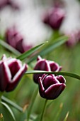 EASTON WALLED GARDEN  LINCOLNSHIRE: CLOSE UP OF TULIPA JACKPOT  DEEP BURGUNDY WITH WHITE EDGES  FLOWERS  BULB  SPRING.