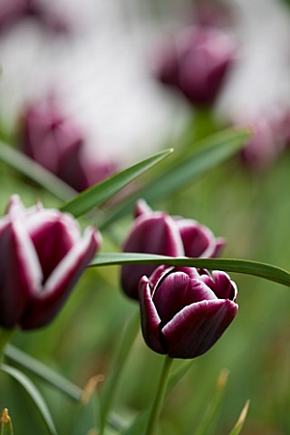 EASTON_WALLED_GARDEN__LINCOLNSHIRE_CLOSE_UP_OF_TULIPA_JACKPOT__DEEP_BURGUNDY_WITH_WHITE_EDGES__FLOWE