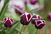 EASTON WALLED GARDEN  LINCOLNSHIRE: TULIPA JACKPOT. RICH  DEEP BURGUNDY FLOWERS WITH WHITE EDGES. SPRING  BULB  TULIP  PLANT PORTRAIT  CLOSE-UP  PURPLE/MAUVE