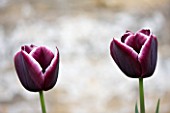 EASTON WALLED GARDEN  LINCOLNSHIRE: CLOSE-UP OF BURGUNDY AND WHITE TULIPA JACKPOT. FLOWER  SPRING  BULB  PURPLE/MAUVE. TULIP. PLANT PORTRAIT.