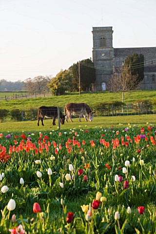 FARRINGTONS_FARM__SOMERSET_THE_FIELD_OF_PICK_YOUR_OWN_TULIPS_WITH_DONKEYS_BADGER_AND_PADDY_GRAZING_A