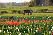 FARRINGTONS FARM  SOMERSET: THE FIELD OF PICK YOUR OWN TULIPS WITH DONKEYS BADGER AND PADDY GRAZING AT FARRINGTON FARM  SOMERSET. FARRINGTON GURNEY PARISH CHURCH IN BACKGROUND.