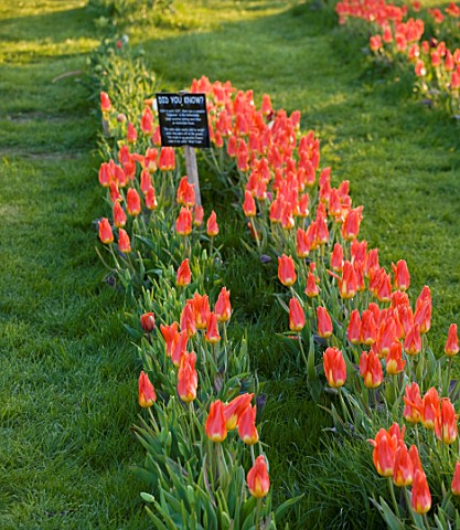 FARRINGTONS_FARM__SOMERSET_RIBBONS_OF_TULIPA_ORANGE_EMPEROR__FOSTERIANA_GROUP_WHICH_FLOWERS_EARLY_TO
