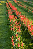 FARRINGTONS FARM  SOMERSET: RIBBONS OF TULIPA ORANGE EMPEROR ( FOSTERIANA GROUP) WHICH FLOWERS EARLY TO LATE APRIL AND IS FANTASTIC FOR CUTTING