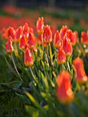 FARRINGTONS FARM  SOMERSET: RIBBONS OF TULIPA ORANGE EMPEROR ( FOSTERIANA GROUP) WHICH FLOWERS EARLY TO LATE APRIL AND IS FANTASTIC FOR CUTTING