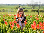 FARRINGTONS FARM  SOMERSET: CHILD SHORT PICKING THE TEMPTING BLOOMS OF TULIPA ORANGE EMPEROR  WHICH IS FAMED FOR LONG ELEGANT STEMS  PERFECT FOR PICKING