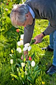 FARRINGTONS FARM  SOMERSET: MAN PICKING SINGLE LATE WHITE TULIPA MAUREEN  A GOOD TULIP FOR CUTTING AND STRONG ENOUGH TO GROW THROUGH GRASS  PLANTED IN ROWS
