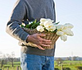 FARRINGTONS FARM  SOMERSET: MAN HOLDING A BASKET OF FRESHLY PICKED SINGLE LATE WHITE TULIPA MAUREEN  A GOOD TULIP FOR CUTTING AND STRONG ENOUGH TO GROW THROUGH GRASS