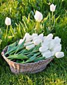FARRINGTONS FARM  SOMERSET: A BASKET OF FRESHLY PICKED SINGLE LATE WHITE TULIPA MAUREEN  A GOOD TULIP FOR CUTTING AND STRONG ENOUGH TO GROW THROUGH GRASS