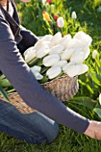 FARRINGTONS FARM  SOMERSET: GIRL HOLDING A BASKET OF FRESHLY PICKED SINGLE LATE WHITE TULIPA MAUREEN  A GOOD TULIP FOR CUTTING AND STRONG ENOUGH TO GROW THROUGH GRASS