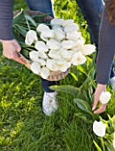 FARRINGTONS FARM  SOMERSET: GIRL HOLDING A BASKET OF FRESHLY PICKED SINGLE LATE WHITE TULIPA MAUREEN  A GOOD TULIP FOR CUTTING AND STRONG ENOUGH TO GROW THROUGH GRASS