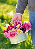 FARRINGTONS FARM  SOMERSET: MAN HOLDING A CONTAINER WITH YELLOW TULIPS AND PINK PEONY TULIPS