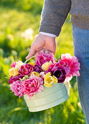 FARRINGTONS_FARM__SOMERSET_MAN_HOLDING_A_CONTAINER_WITH_YELLOW_TULIPS_AND_PINK_PEONY_TULIPS