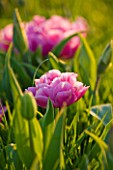 FARRINGTONS FARM  SOMERSET: PINK DOUBLE EARLY FLOWERED TULIPA DIOR A LOVELY SHADE OF RICH PINK WITH SOFT YELLOW BASE AND APPLE GREEN TIPS
