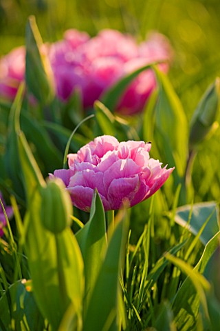 FARRINGTONS_FARM__SOMERSET_PINK_DOUBLE_EARLY_FLOWERED_TULIPA_DIOR_A_LOVELY_SHADE_OF_RICH_PINK_WITH_S