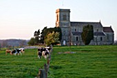 FARRINGTONS FARM  SOMERSET: THE PARISH CHURCH OF ST JOHN THE BAPTIST AND THE FARRINGTON FARM DAIRY HERD; FRIESIANS AND HOLSTEIN DAIRY COWS