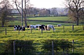 FARRINGTONS FARM  SOMERSET: THE FARRINGTON FARM DAIRY HERD; FRIESIANS AND HOLSTEIN DAIRY COWS