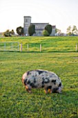 FARRINGTONS FARM  SOMERSET: THE PARISH CHURCH OF ST JOHN THE BAPTIST AND KUNEKUNE PIG