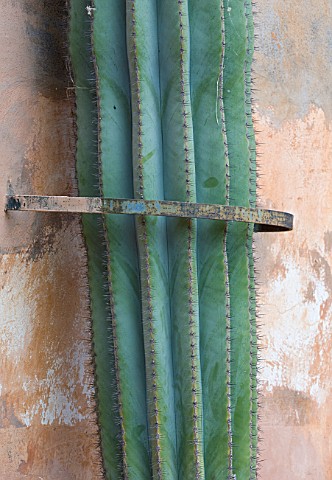 SICILY__ITALY_LA_CASE_BIVIERE_NEAR_LENTINI__CACTUS_HELD_TO_WALL_BY_METAL_RING