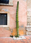 SICILY  ITALY: LA CASE BIVIERE NEAR LENTINI - CEPHALOCEREUS POLYLOPHUS HELD TO THE WALL BY METAL RING