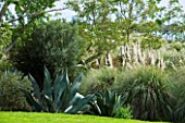 SICILY  ITALY: LA CASE BIVIERE NEAR LENTINI - AGAVE FEROX  AND PAMPAS GRASS BESIDE THE LAWN