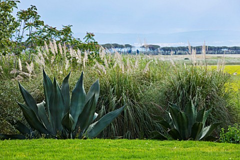 SICILY__ITALY_LA_CASE_BIVIERE_NEAR_LENTINI__AGAVE_FEROX__AND_PAMPAS_GRASS_IN_FOREGROUND_WITH_A_LINE_