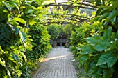 SICILY  ITALY: SAN GIULIANO ESTATE: A PRE-EXISITNG ALLEY WAY OF STRAWBERRY GRAPE VINE, VITIS LABRUSCA, HARD PRUNED AND TRAINED INTO SHAPE BY RACHEL LAMB AND HER TEAM