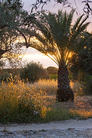 SICILY__ITALY_SAN_GIULIANO_ESTATE_A_CANARY_ISLAND_PALM_PHOENIX_CANARIENSIS_ONE_OF_OVER_FIFTY_IN_THE_