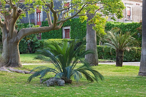 SICILY__ITALY_SAN_GIULIANO_ESTATE_PLANTINGS_OF_MACROZAMIA_MOOREI_IN_THE_BROAD_GRASSED_LAWN_IN_FRONT_