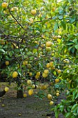 SICILY  ITALY: SAN GIULIANO ESTATE: CITRUS LIMON (LEMON TREES) LADEN WITH FRAGRANT FRUITS