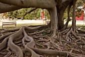 SICILY  ITALY: SAN GIULIANO ESTATE: THE SNAKING ROOTS OF THE BANYAN TREE - FICUS MAGNOLIODES, IN THE INNER COURTYARD