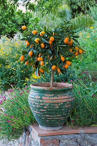 SICILY__ITALY_CASA_CUSENI_IN_TAORMINA__FADED_GREEN_TERRACOTTA_CONTAINER_PLANTED_WITH_KUMQUAT__FORTUN