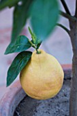 SICILY  ITALY: CASA CUSENI IN TAORMINA - CLOSE UP PLANT PORTRAIT OF GRAPEFRUIT - CITRUS PARADISI IN A CONTAINER - YELLOW  EDIBLE  CITRUS  FRUITS  SINGLE  GREEN LEAVES