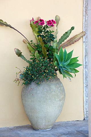 SICILY_ITALY_CASA_CUSENI_IN_TAORMINA_SUCCULENTS_IN_A_TERRACOTTA_CONTAINER_CONTAINERS_JAR_GREEN_PLANT